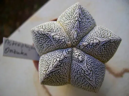 mini cactus_Astrophytum Onzuka