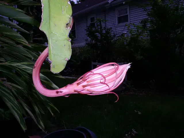 mini cactus_cactus d'orchidées