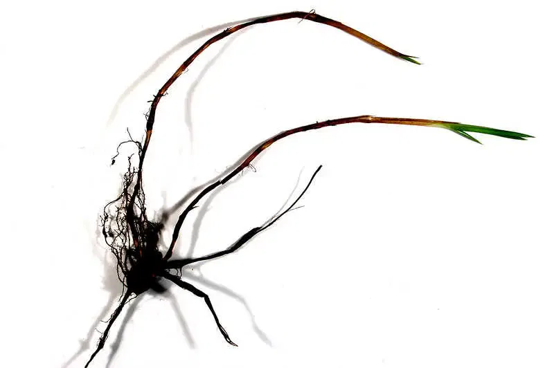 rhizomes définition