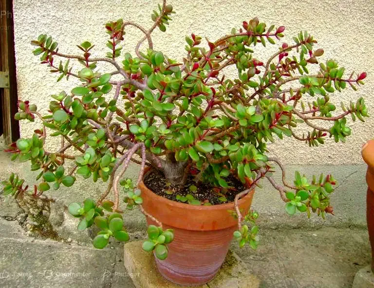 crassula succulente
