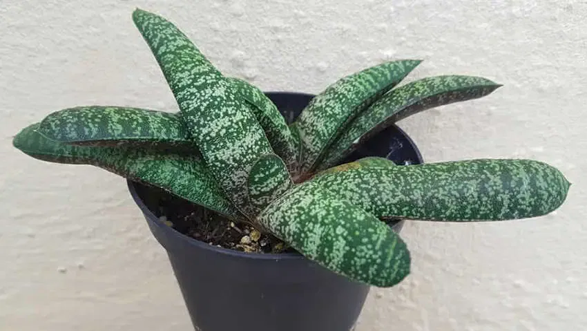 gasteria succulentes