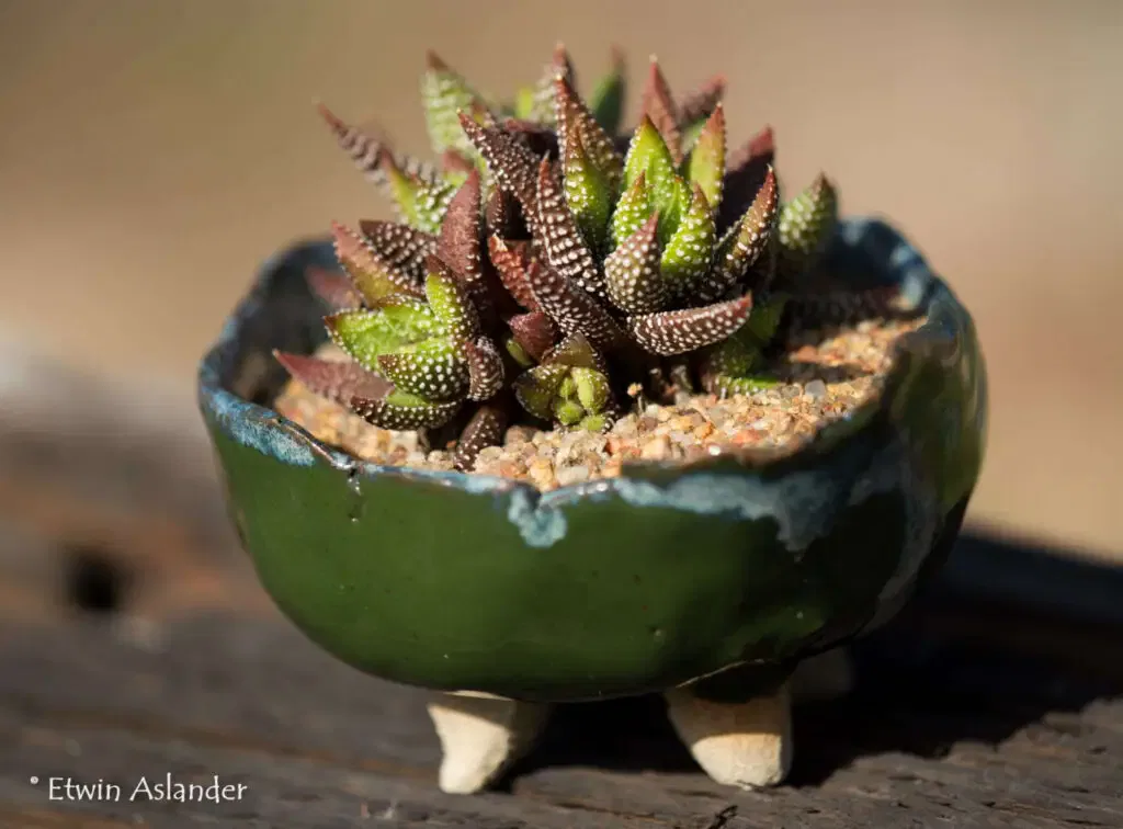 haworthia attenuata