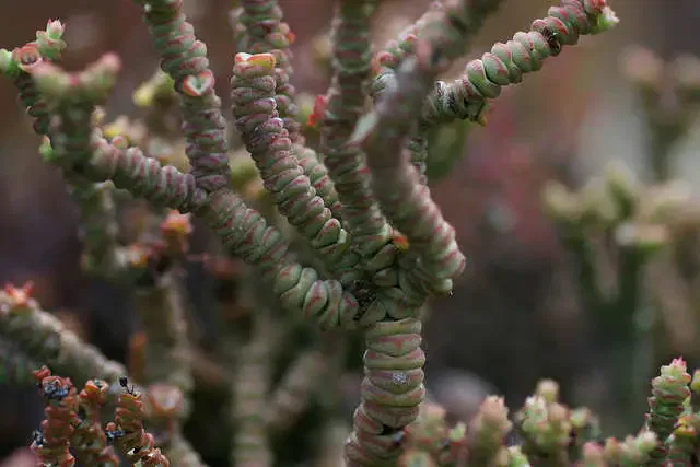 Crassula rupestris Marnieriana