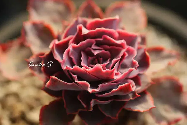 Echeveria-Morning-Light