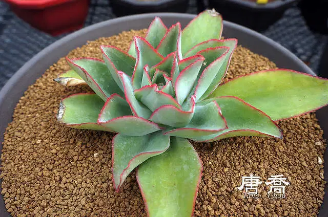 Echeveria-subrigida