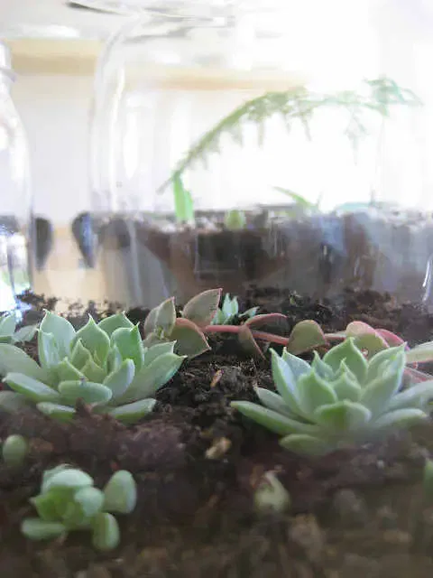 Astuce entretien des plantes succulentes