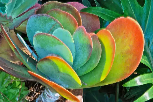 Kalanchoe-luciae