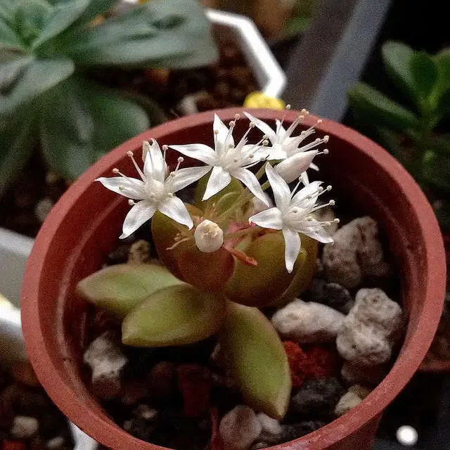 Sedum nussbaumerianum