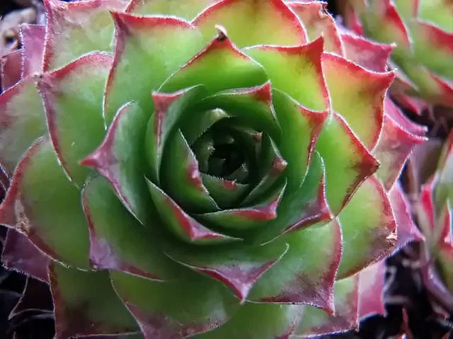 Sempervivum tectorum Royanum