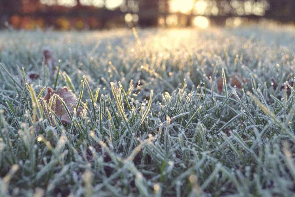 plante rustique définition