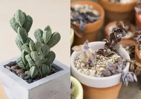 succulente qui meurt