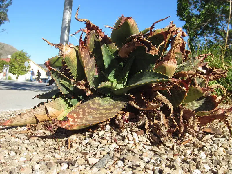 Succulente en train de sécher 