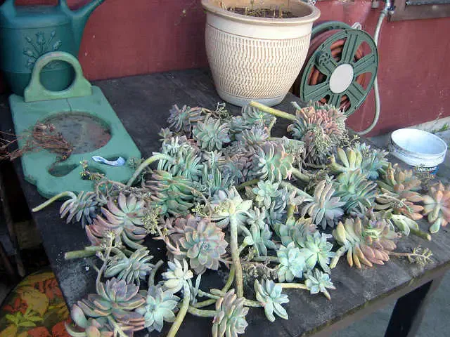 Graptopetalum paraguayense