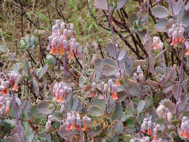 fleur de type Kalancho 