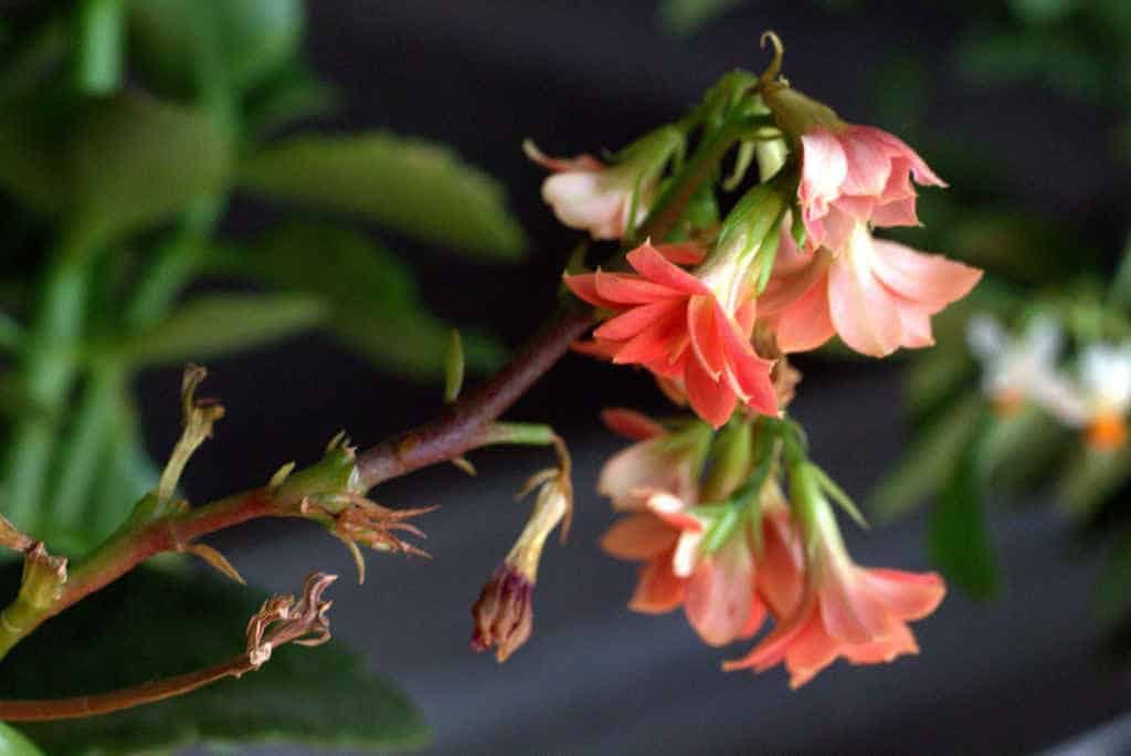 kalonchoe-succulente-retombant