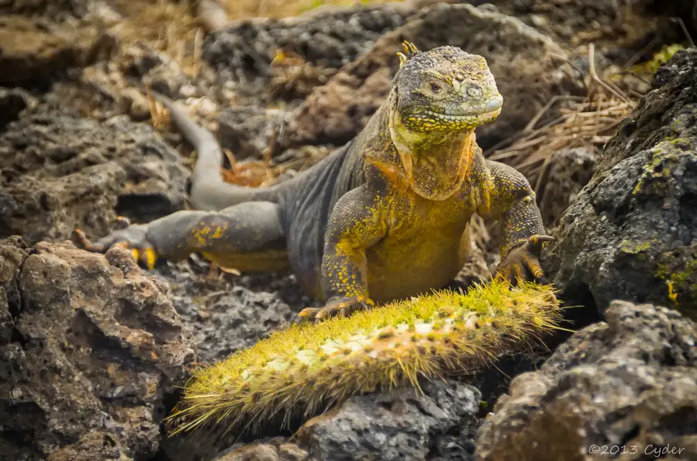 animaux mange cactus
