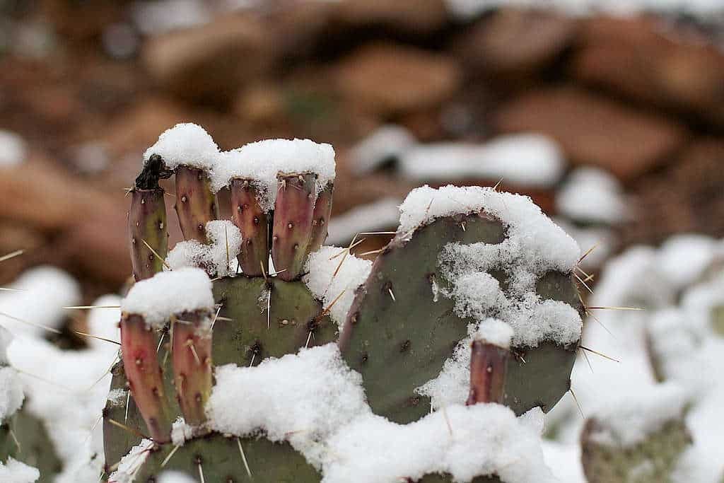 cactus résistant froid gel