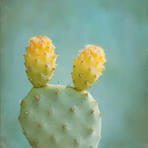 cactus qui jaunit