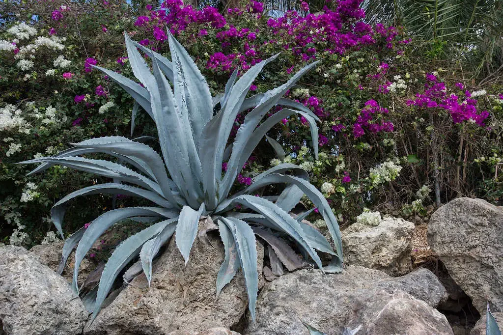sauver une agave mourante