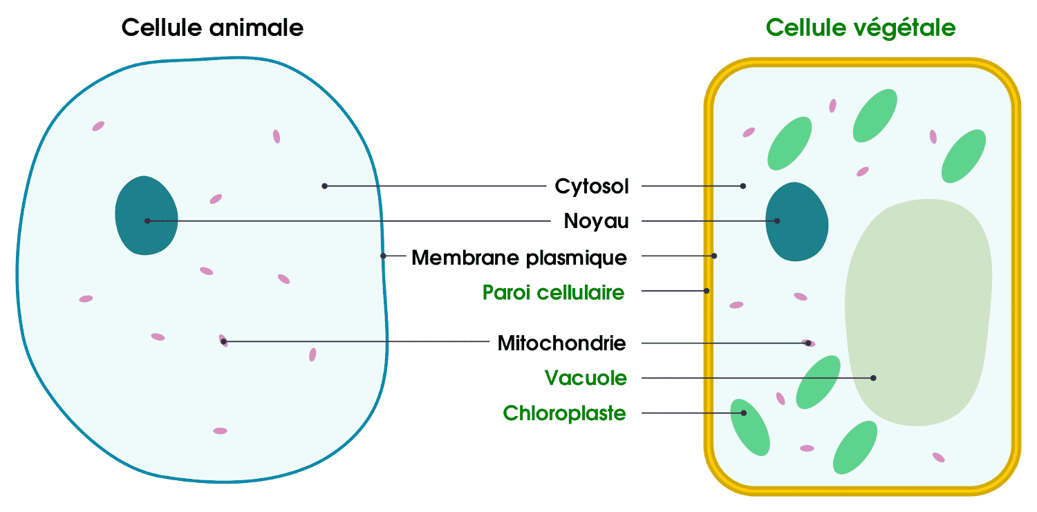 Differences_entre_cellule_animale_et_cellule_vegetale