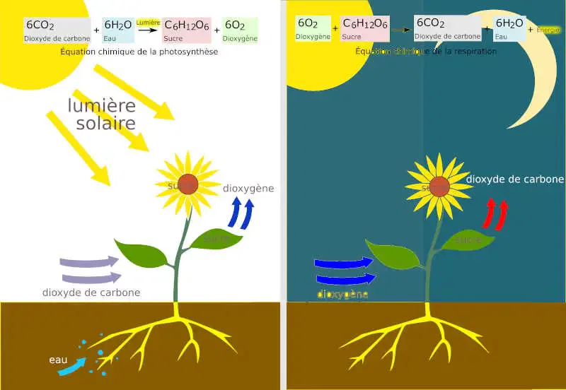 schéma de la photostynthèse 