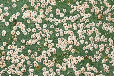 cochenille du cactus