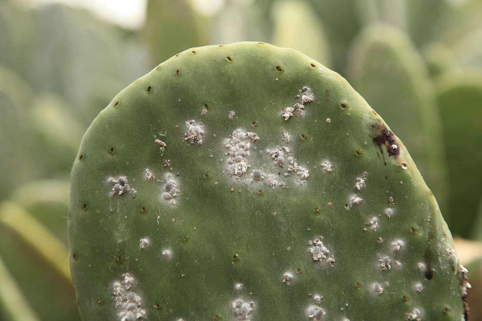 cactus infecté cochenille farineuse