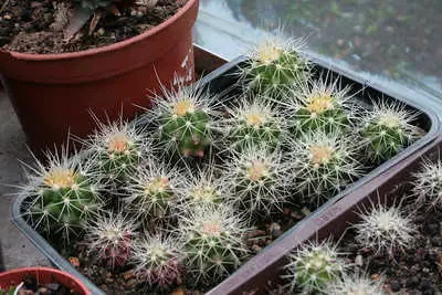 Echinocactus grusonii