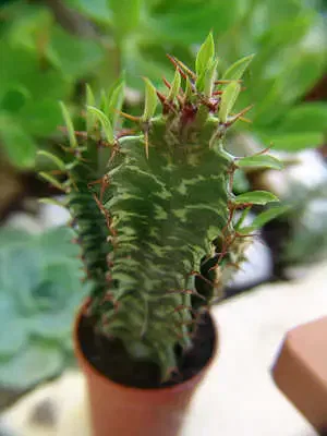 Euphorbia trigona