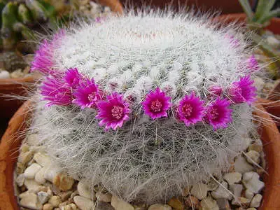 Mammillaria hahniana