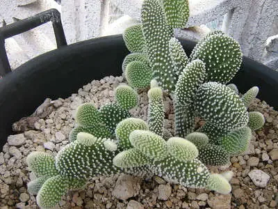 Opuntia albispina