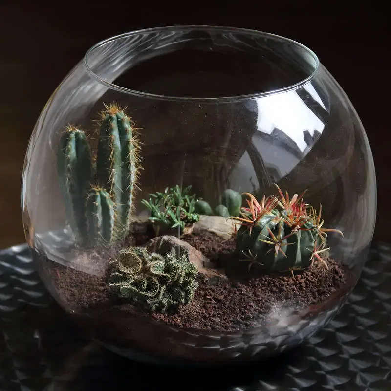 terrarium pour cactus