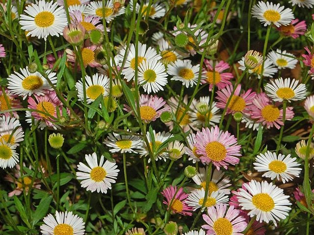Erigeron_karvinskianus