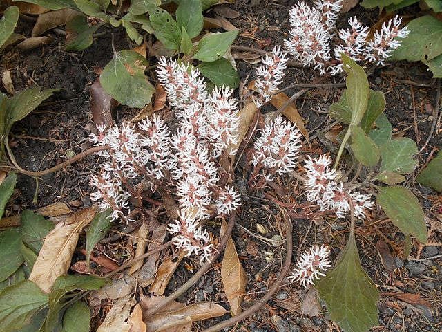 Pachysandra_procumbens