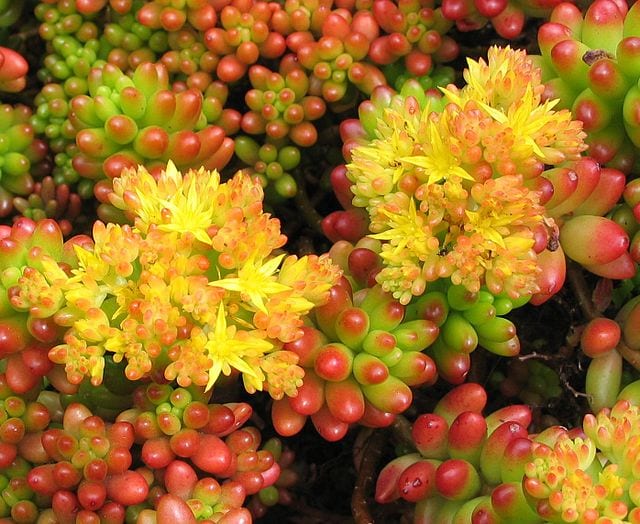 Sedum_rubrotinctum_1