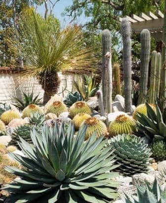 jardin-de-cactus