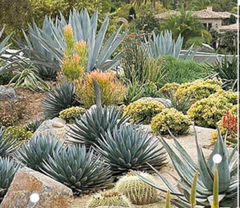 jardin-sec-et-aloe