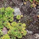 plante couvre sol terrain sec