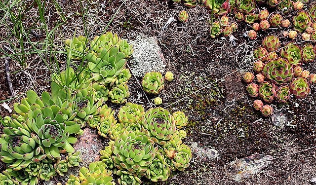 plante couvre sol terrain sec