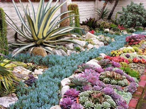 jardin sec et succulentes colorées