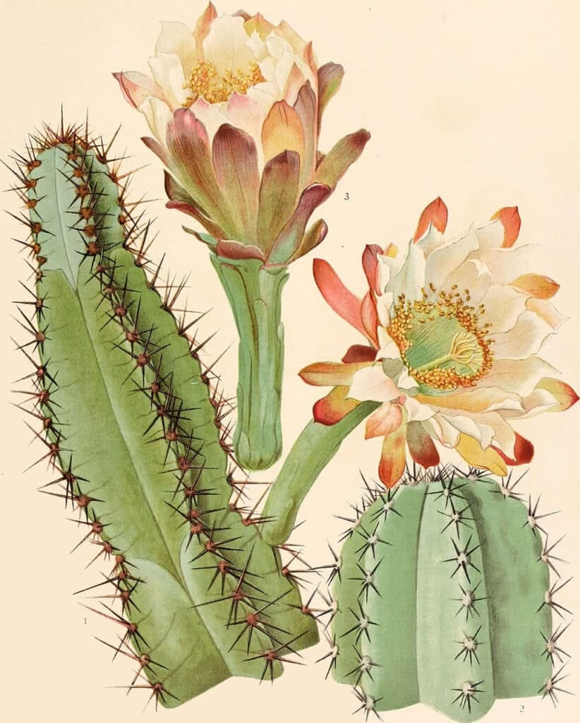 cactus blanc - Cereus peruvianus dessin