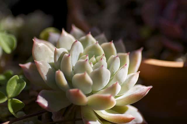 Echeveria prolifica