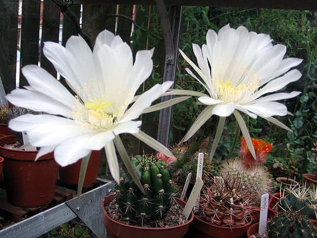 Echinopsis_comarapana1PCJO