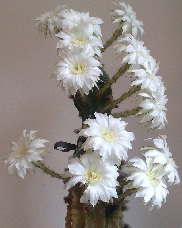 Echinopsis_subdenudata_fleurs-blanches