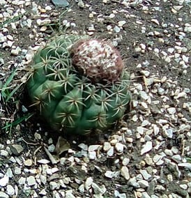Sol granit cactus