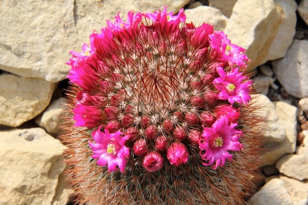 Mammillaria_spinosissima_pm