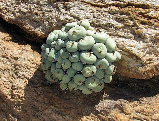 Aizoaceae : une espèce de succulentes