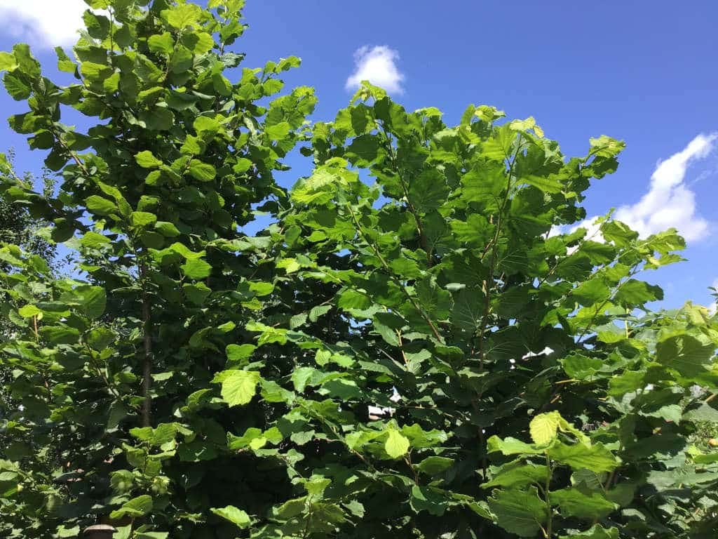 Corylus_avellana, noisetier