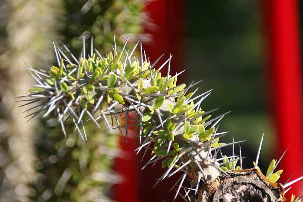 Didiereaceae - Didierea_trollii