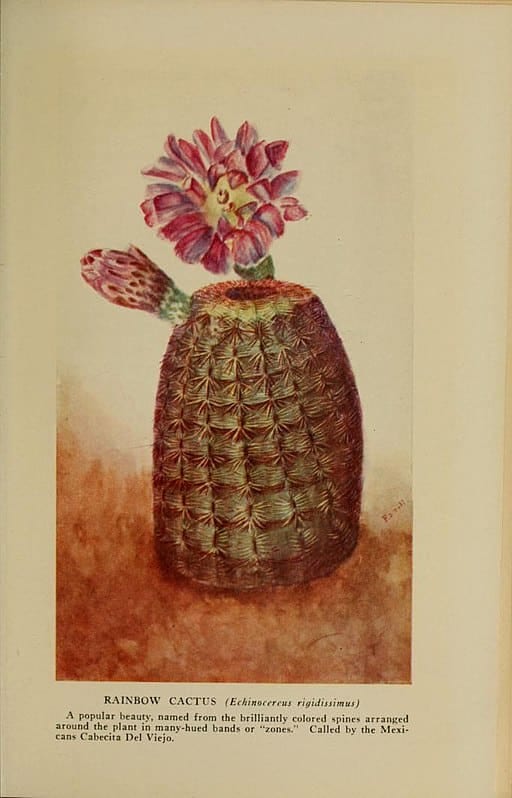 echinocereus en fleur